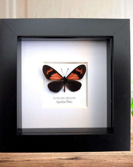 Framed Alcione Crescent Butterfly, Ethically Sourced Taxidermy Gift, 4x4