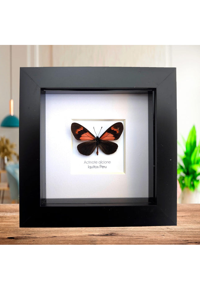 Framed Alcione Crescent Butterfly, Ethically Sourced Taxidermy Gift, 4x4