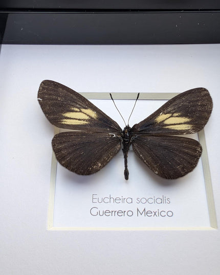 Framed Mexican Social Butterfly Taxidermy, Entomology Wall Art (4x4)