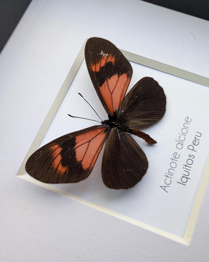 Framed Alcione Crescent Butterfly, Ethically Sourced Taxidermy Gift, 4x4