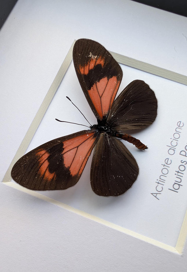 Framed Alcione Crescent Butterfly, Ethically Sourced Taxidermy Gift, 4x4