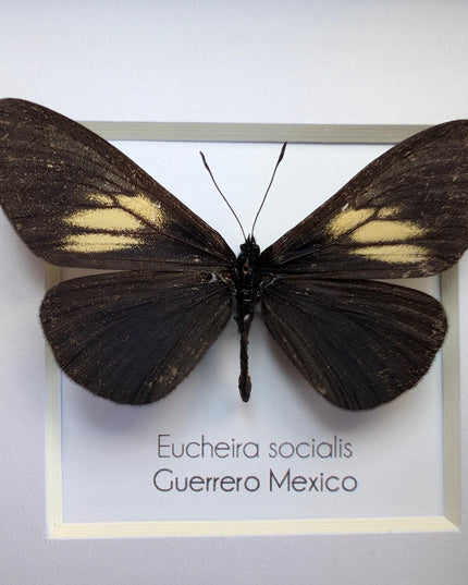 Framed Mexican Social Butterfly Taxidermy, Entomology Wall Art (4x4)