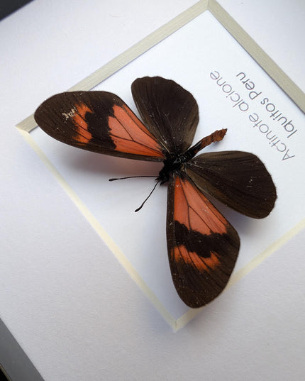 Framed Alcione Crescent Butterfly, Ethically Sourced Taxidermy Gift, 4x4