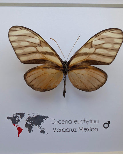 Dircena euchytima,  the euchytima glasswing, wall decor, taxidermy gift, entomology present, frame 6" x 6"