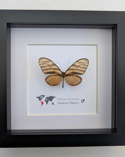 Dircena euchytima,  the euchytima glasswing, wall decor, taxidermy gift, entomology present, frame 6" x 6"