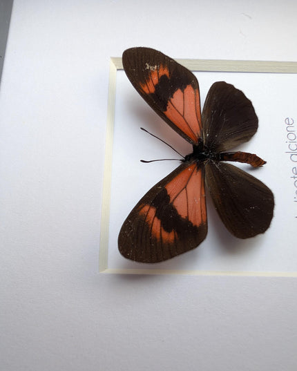 Framed Alcione Crescent Butterfly, Ethically Sourced Taxidermy Gift, 4x4