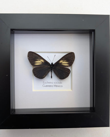 Framed Mexican Social Butterfly Taxidermy, Entomology Wall Art (4x4)