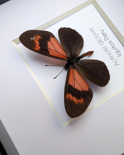 Framed Alcione Crescent Butterfly, Ethically Sourced Taxidermy Gift, 4x4