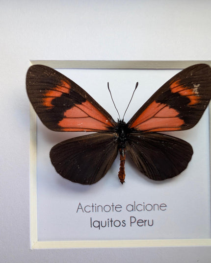 Framed Alcione Crescent Butterfly, Ethically Sourced Taxidermy Gift, 4x4