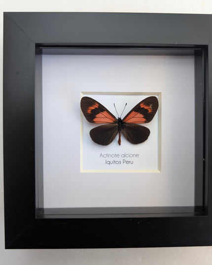 Framed Alcione Crescent Butterfly, Ethically Sourced Taxidermy Gift, 4x4