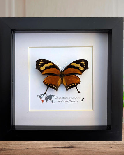 Tiger leafwing taxidermy: framed entomology wall decor (6" x 6")