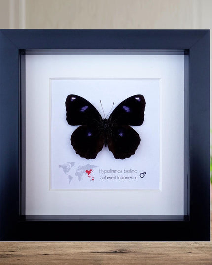 Framed Hypolimnas Bolina Butterfly Taxidermy, Entomology Display