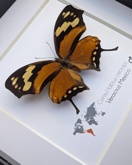 Tiger leafwing taxidermy: framed entomology wall decor (6" x 6")