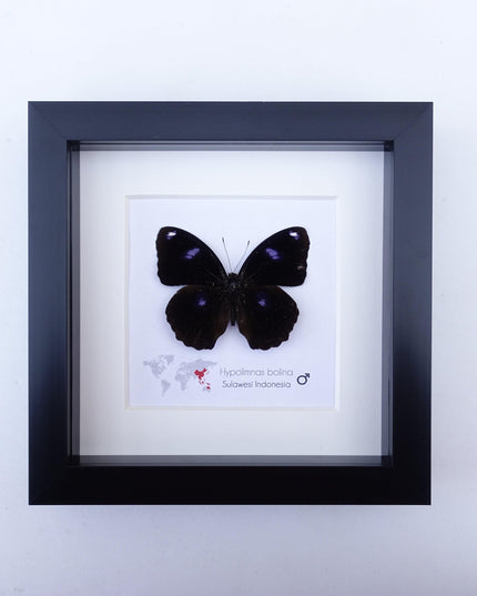 Framed Hypolimnas Bolina Butterfly Taxidermy, Entomology Display