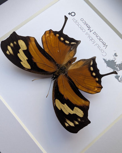 Tiger leafwing taxidermy: framed entomology wall decor (6" x 6")