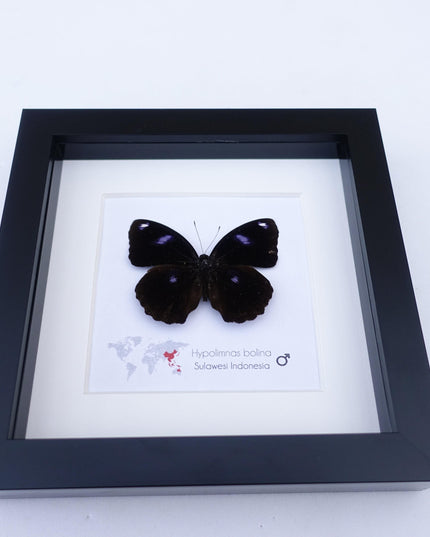 Framed Hypolimnas Bolina Butterfly Taxidermy, Entomology Display