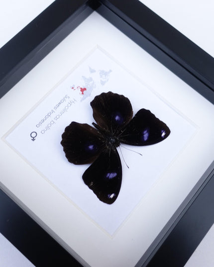 Framed Hypolimnas Bolina Butterfly Taxidermy, Entomology Display