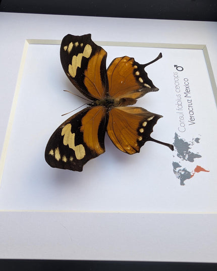 Tiger leafwing taxidermy: framed entomology wall decor (6" x 6")