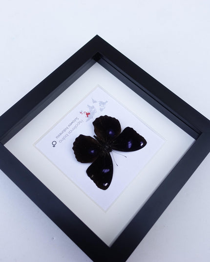 Framed Hypolimnas Bolina Butterfly Taxidermy, Entomology Display