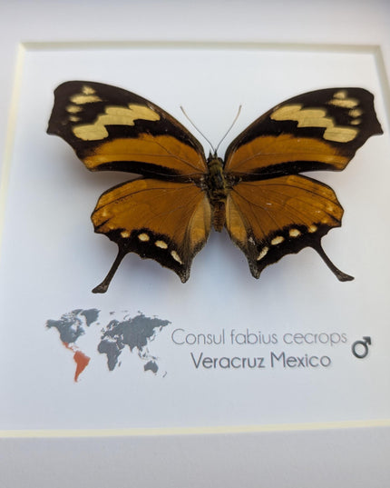 Tiger leafwing taxidermy: framed entomology wall decor (6" x 6")