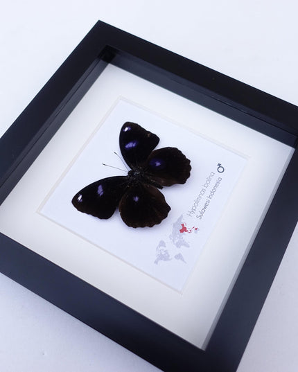 Framed Hypolimnas Bolina Butterfly Taxidermy, Entomology Display