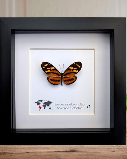 Framed Isabella's Longwing Butterfly Taxidermy Display (6x6)