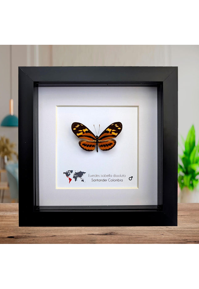 Framed Isabella's Longwing Butterfly Taxidermy Display (6x6)