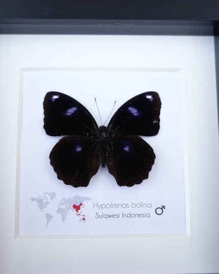 Framed Hypolimnas Bolina Butterfly Taxidermy, Entomology Display
