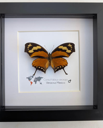 Tiger leafwing taxidermy: framed entomology wall decor (6" x 6")