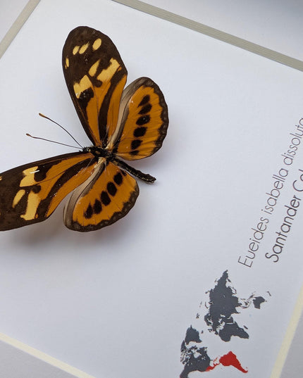 Framed Isabella's Longwing Butterfly Taxidermy Display (6x6)