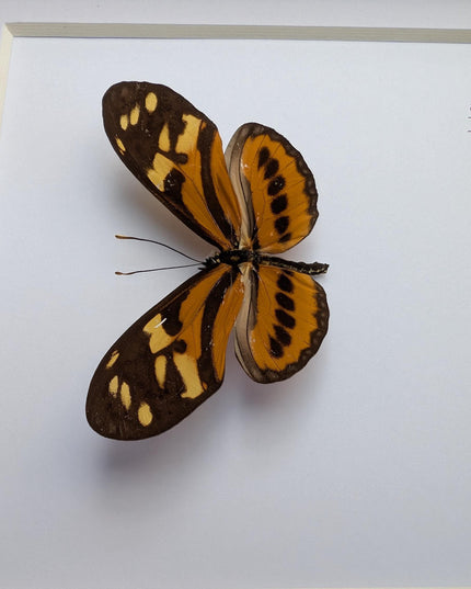 Framed Isabella's Longwing Butterfly Taxidermy Display (6x6)