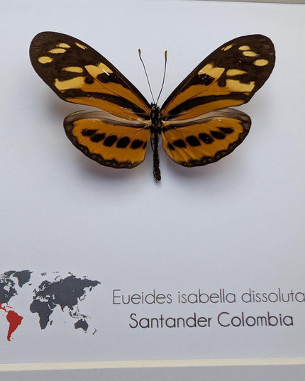 Framed Isabella's Longwing Butterfly Taxidermy Display (6x6)