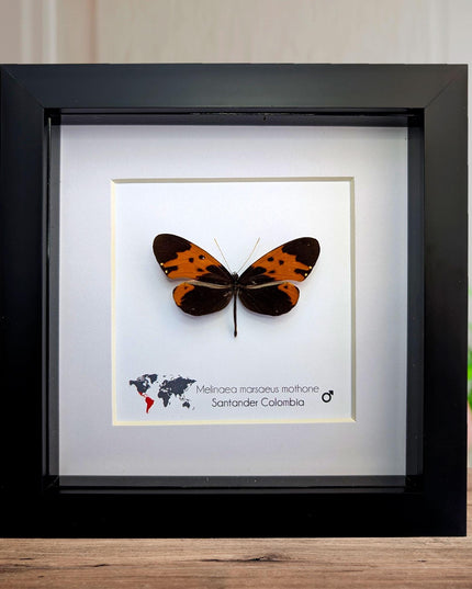 Tiger-wing Butterfly Framed Taxidermy, Entomology Gift (6x6)