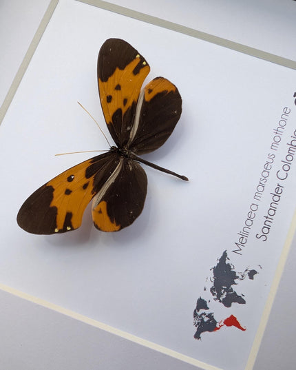 Tiger-wing Butterfly Framed Taxidermy, Entomology Gift (6x6)