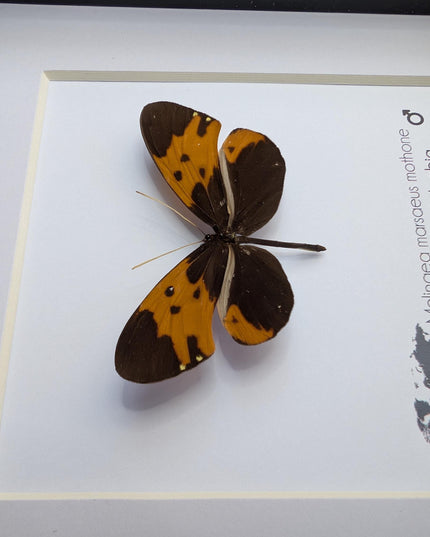 Tiger-wing Butterfly Framed Taxidermy, Entomology Gift (6x6)