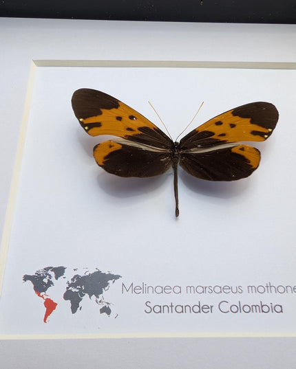Tiger-wing Butterfly Framed Taxidermy, Entomology Gift (6x6)