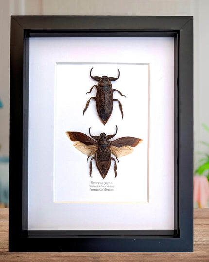 Framed Benacus Griseus Pair, Ethically Sourced Taxidermy Wall Decor (8x10)