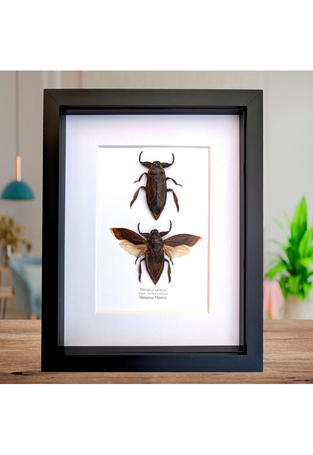 Framed Benacus Griseus Pair, Ethically Sourced Taxidermy Wall Decor (8x10)
