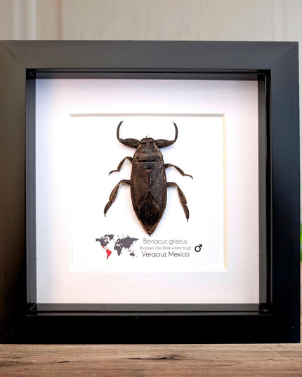 Framed Eastern Toe-Biter Bug, Ethically Sourced Entomology Wall Decor (6x6)
