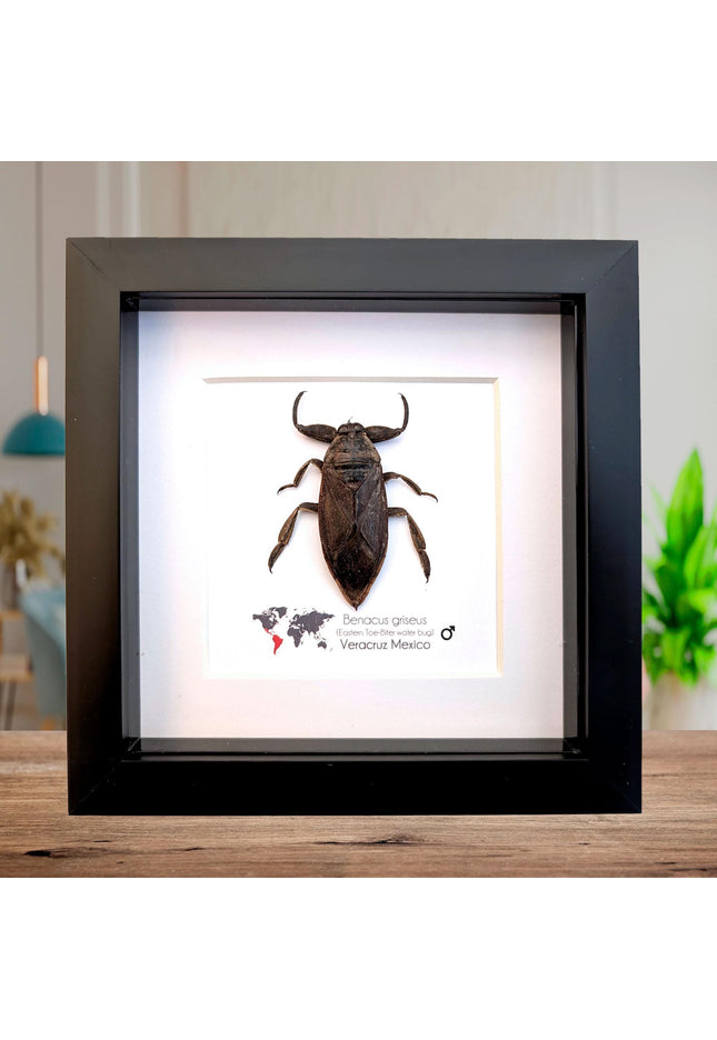 Framed Eastern Toe-Biter Bug, Ethically Sourced Entomology Wall Decor (6x6)