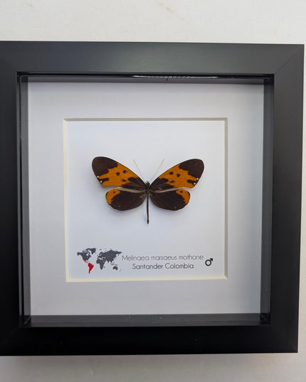 Tiger-wing Butterfly Framed Taxidermy, Entomology Gift (6x6)