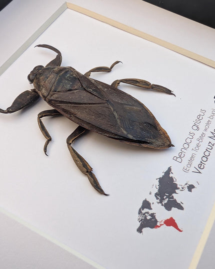 Framed Eastern Toe-Biter Bug, Ethically Sourced Entomology Wall Decor (6x6)