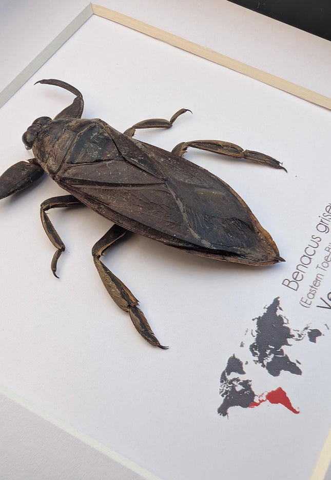 Framed Eastern Toe-Biter Bug, Ethically Sourced Entomology Wall Decor (6x6)