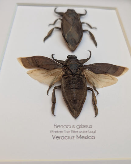 Framed Benacus Griseus Pair, Ethically Sourced Taxidermy Wall Decor (8x10)