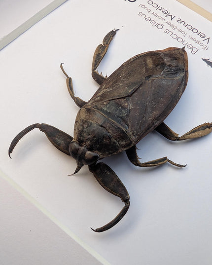 Framed Eastern Toe-Biter Bug, Ethically Sourced Entomology Wall Decor (6x6)