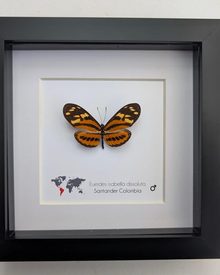 Framed Isabella's Longwing Butterfly Taxidermy Display (6x6)