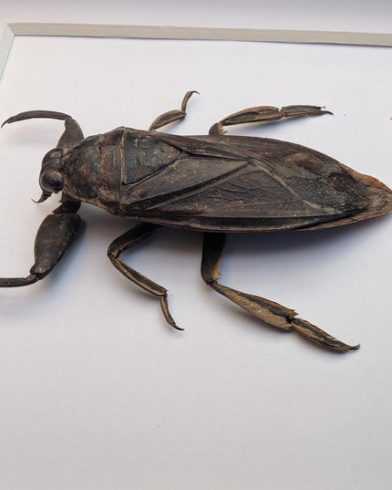Framed Eastern Toe-Biter Bug, Ethically Sourced Entomology Wall Decor (6x6)