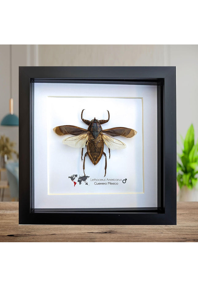 Framed eastern toe-biter: ethically sourced entomology wall decor (6x6 shadowbox)