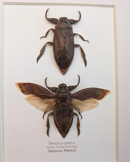 Framed Benacus Griseus Pair, Ethically Sourced Taxidermy Wall Decor (8x10)