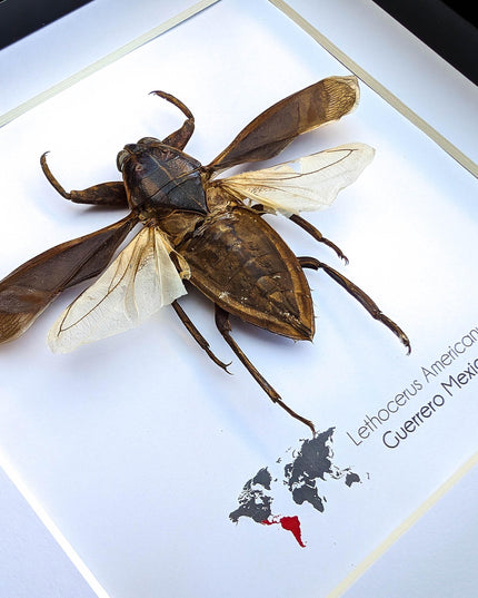Framed eastern toe-biter: ethically sourced entomology wall decor (6x6 shadowbox)